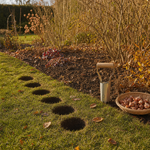 A row of evenly spaced planting holes cut into turf, with a trug of bulbs